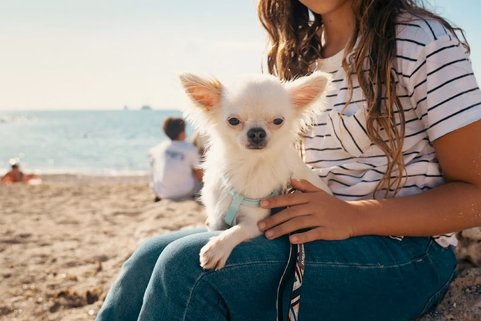 Dogs in Mallorca: Portixol