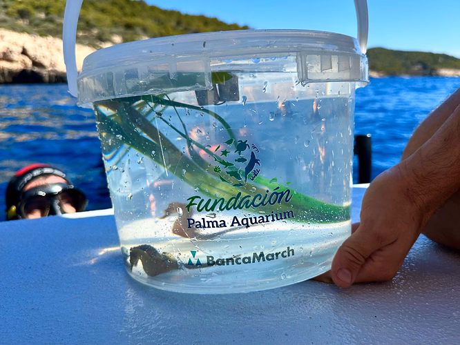 The Palma Aquarium Foundation