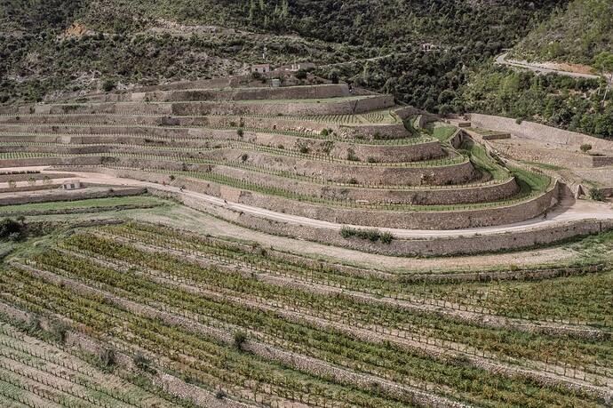 Son Bunyola Revives a Centuries-Old Wine for a Contemporary Palette