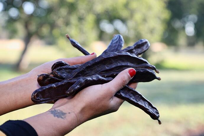 Discover Mallorca's Carob, a Superfood with Deep Roots