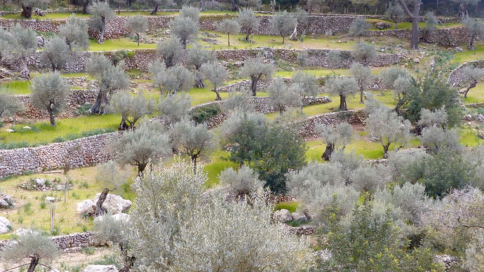 The Legacy of Olive Oil, the Green Gold of Mallorca