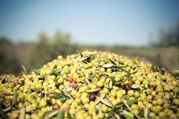 Liquid Gold: The Beauty of Mallorcan Olive Oil