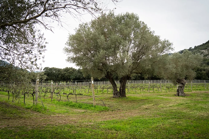 Unearthing the Past, Tasting the Future