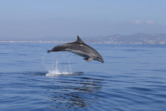 The Balearic Islands, A Natural Habitat for Dolphins — discussion