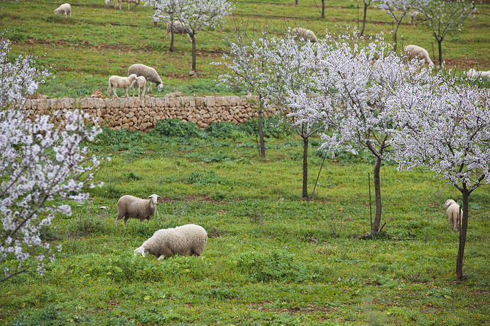 Almonds of Mallorca: From Delicate Blossoms to Culinary Delights — discussion